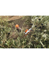 Vareador De Bateria SPA 130 Sin Bat Ni Carg con SC2 A Stihl