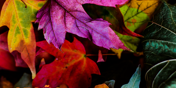 Cómo cuidar el jardín en otoño con herramientas STIHL | Campomar Suministros